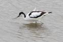 J01_3255 Avocet.JPG